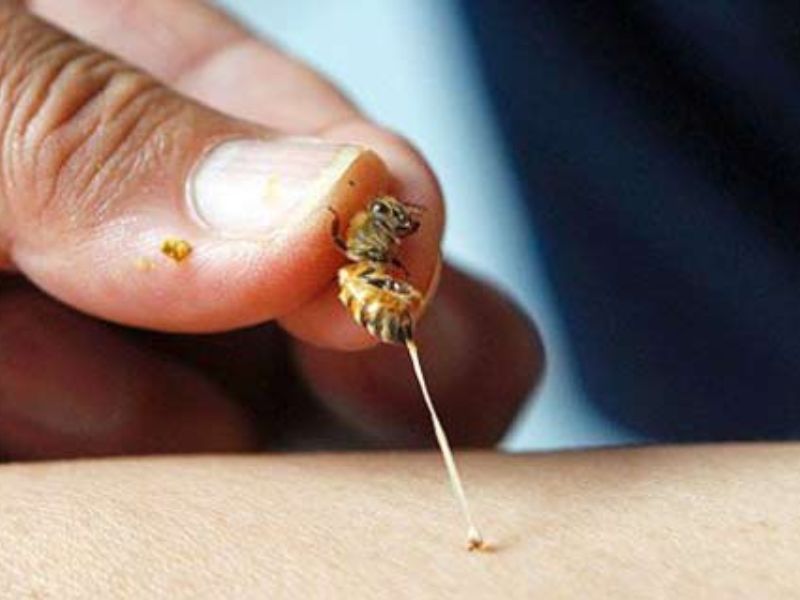 Biện pháp phòng tránh bị ong bắp cày đốt hiệu quả