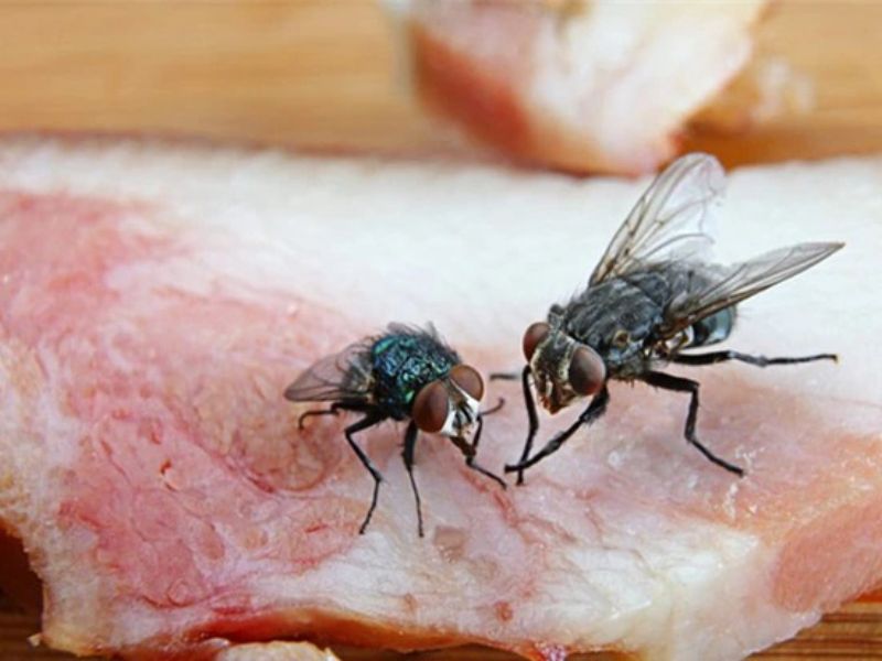 Vì sao cần nhận biết các loại ruồi và tác hại chung của chúng?