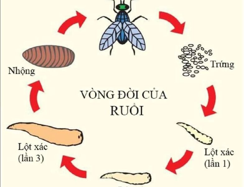 Vòng đời của ruồi: Vì sao chúng sinh sản nhanh đến vậy?