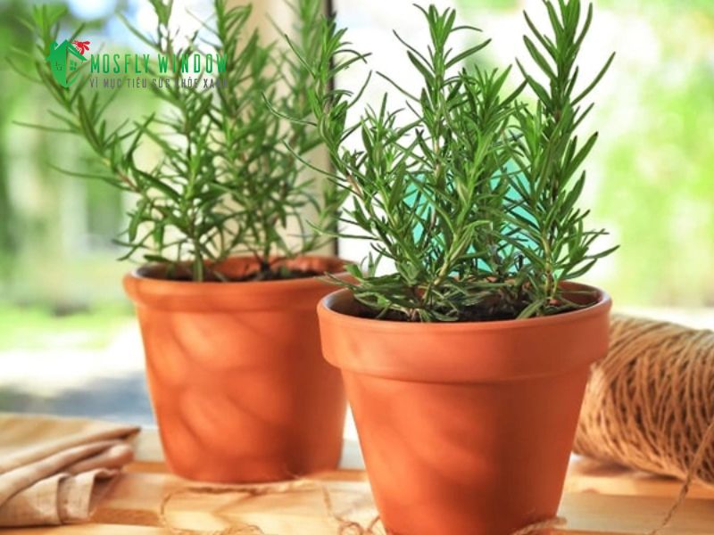 Cách phòng chống ong vò vẽ làm tổ và bay vào nhà