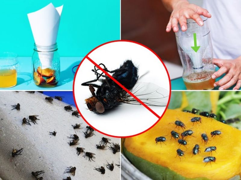 Hướng dẫn cách làm bẫy ruồi đơn giản tại nhà