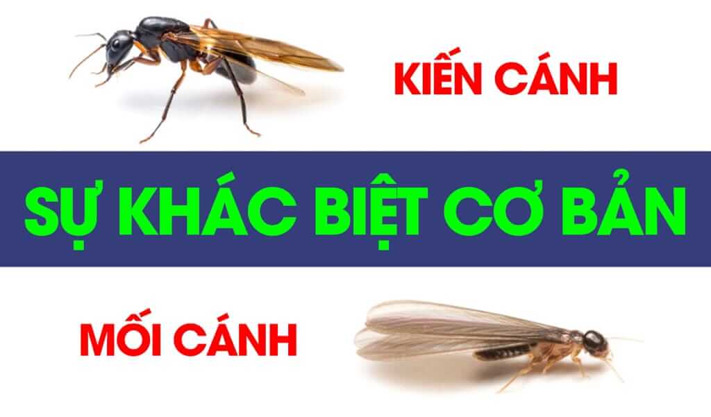 Phân biệt kiến cánh và mối cánh dễ dàng, chính xác.