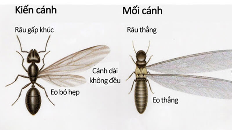Cách phân biệt kiến cánh và mối cánh qua hình dáng bên ngoài.
