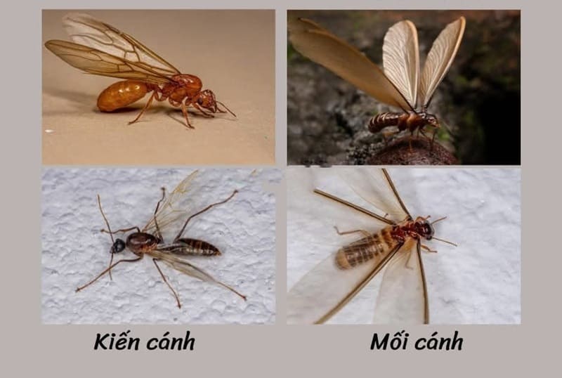 So sánh hình thể: Râu, eo và thân