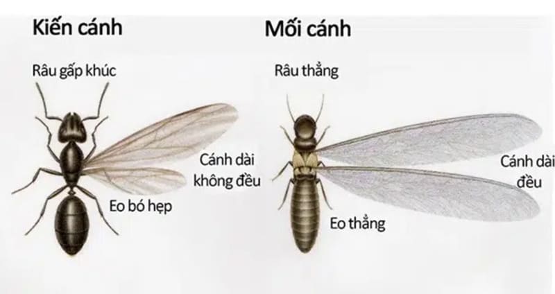 Làm sao để phân biệt kiến cánh và mối cánh? Tránh nhầm lẫn nguy hiểm