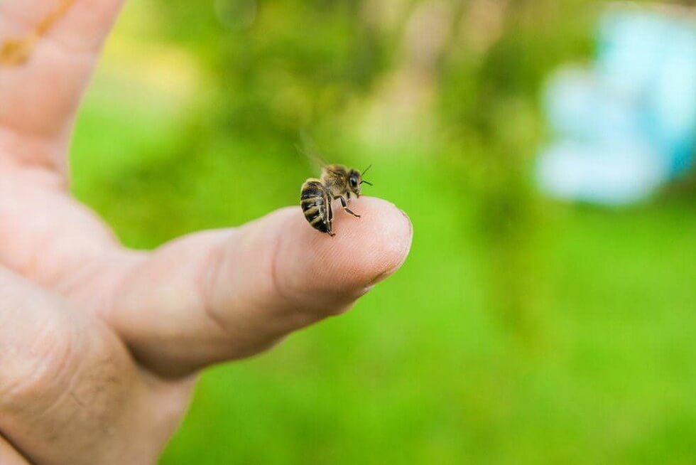 Khi vào vết ong ruồi chích trở nên nguy hiểm