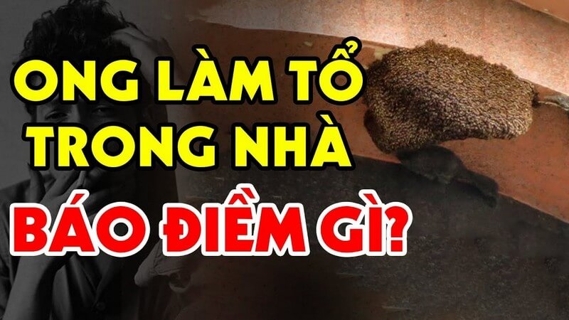 Ong ruồi làm tổ trong nhà là điềm báo tốt hay xấu theo quan niệm dân gian?