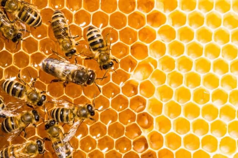 Ong ruồi có hung dữ và có đốt người không?