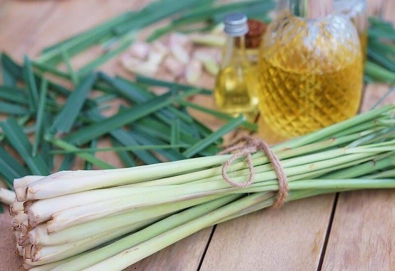 Dùng các mùi hương ong không thích (tỏi, sả, tinh dầu)