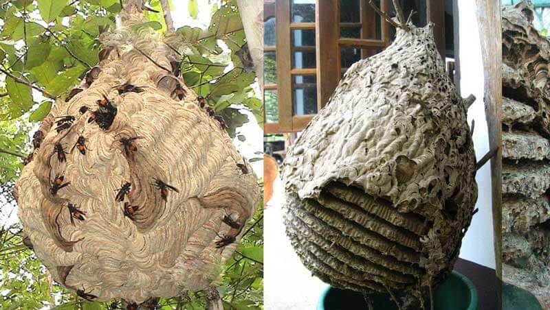Tổ ong của ong bắp cày và ong vò vẽ khác nhau từ vật liệu đến kiến trúc