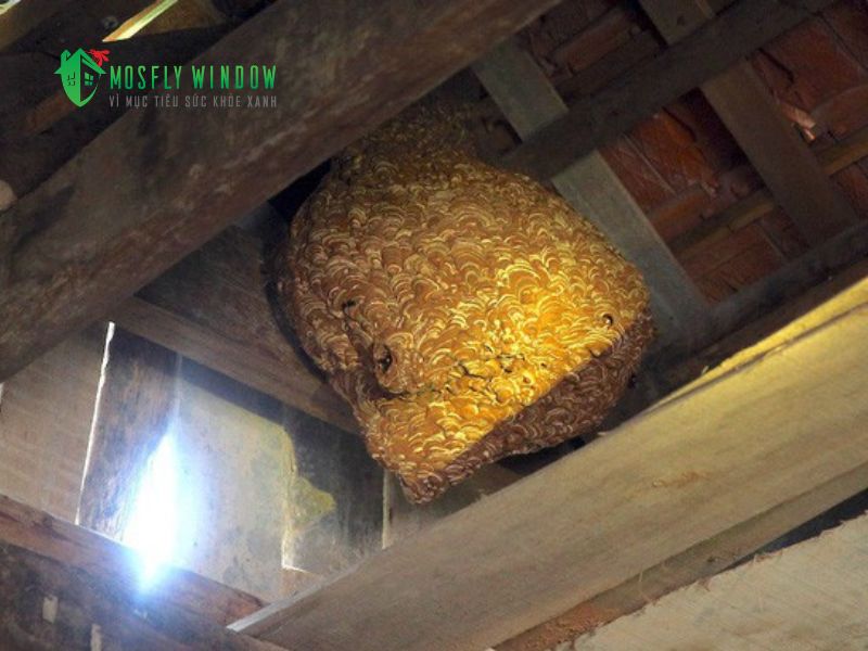 Công tác chuẩn bị quan trọng khi phá tổ ong vò vẽ trong nhà