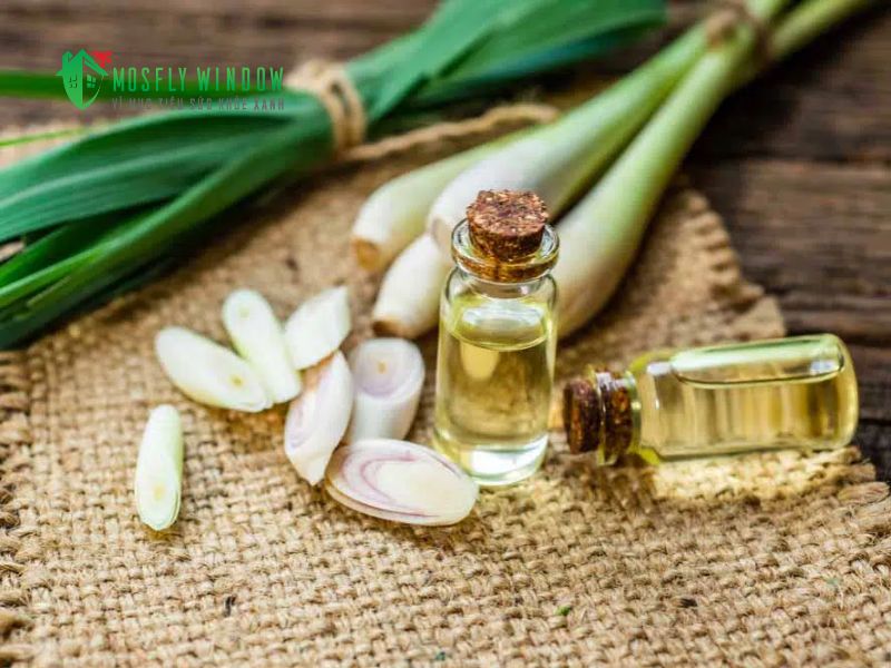 Mẹo đuổi ong vò vẽ không cần phá tổ: chúng sợ mùi gì nhất?