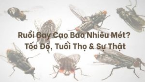 Loài ruồi nhà bay cao thường chỉ trong khoảng từ 5 đến 7 mét so với mặt đất