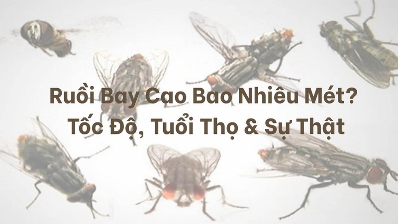 Loài ruồi nhà bay cao thường chỉ trong khoảng từ 5 đến 7 mét so với mặt đất