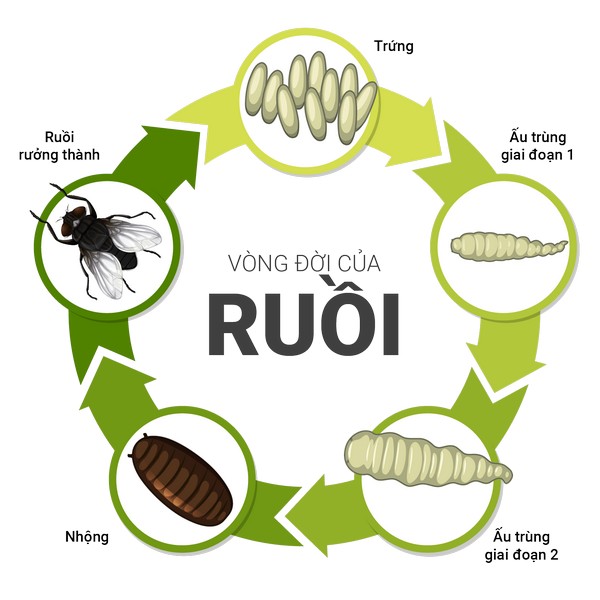 4 giai đoạn trong vòng đời của một con ruồi