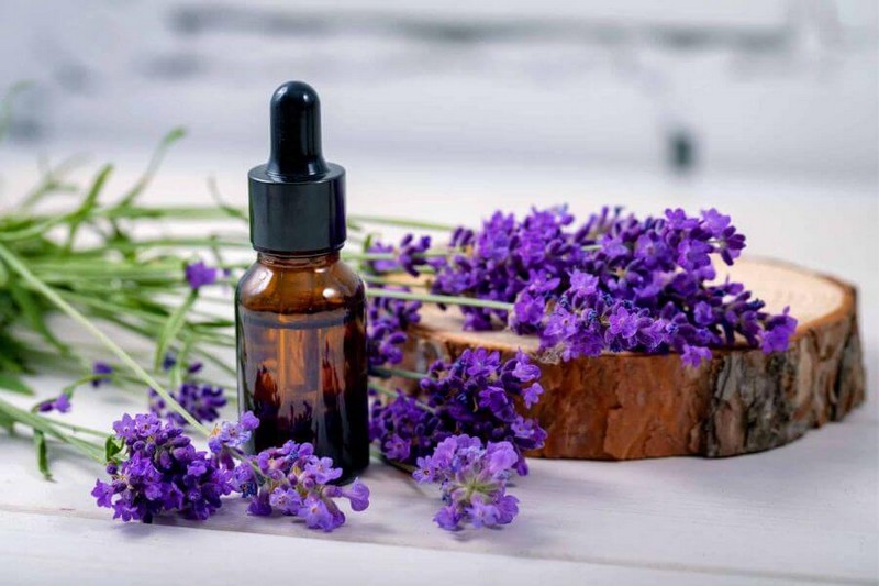 Sử dụng tinh dầu oải hương là biện pháp đuổi ruồi tự nhiên