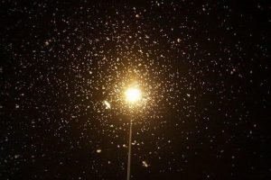 Thiêu thân là con gì? Vòng đời ngắn ngủi có phải là nguyên nhân?