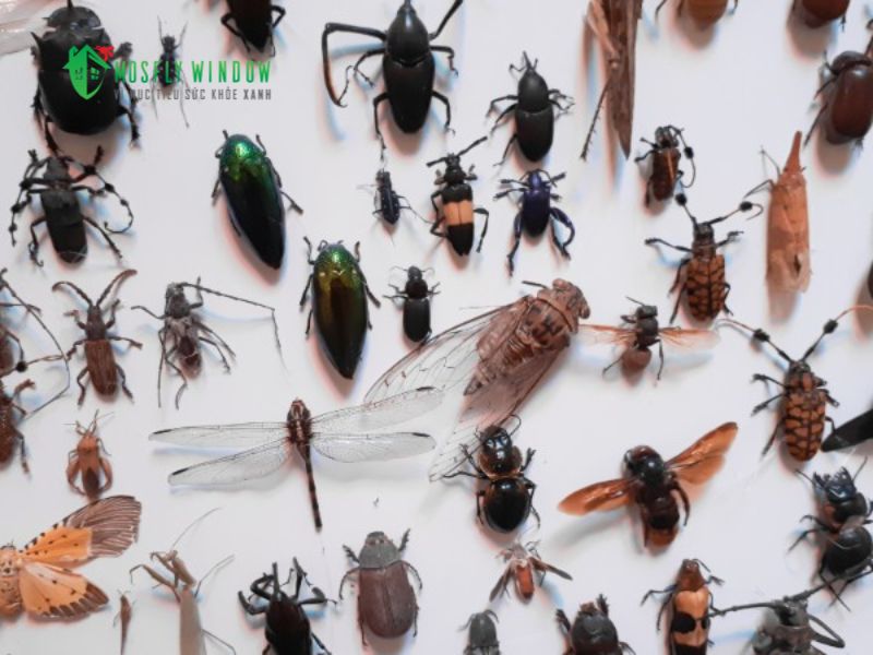 Nhận diện các loại côn trùng phổ biến thường tấn công biệt thự của bạn
