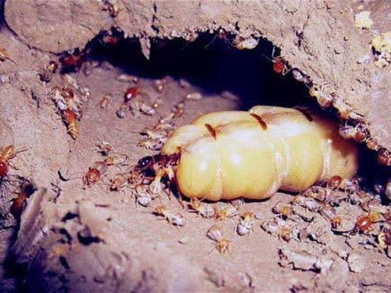 Khám phá cấu trúc tổ mối phức tạp từ bên trong