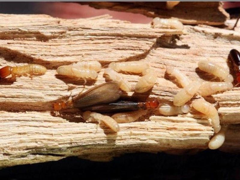 Sự khác biệt trong cách làm tổ của các loài mối phổ biến