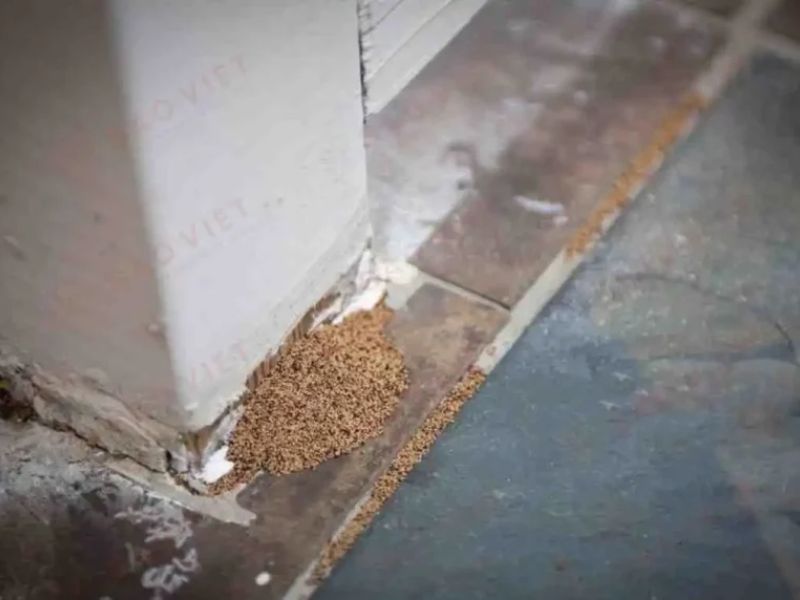 Làm sao để biết trong nhà có tổ mối? Các dấu hiệu cảnh báo