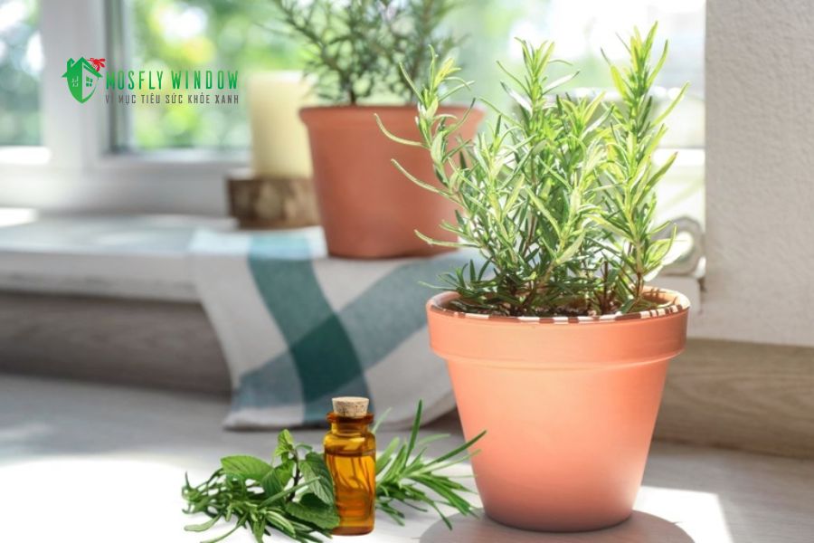 Các biện pháp chống côn trùng từ thiên nhiên, an toàn cho gia đình