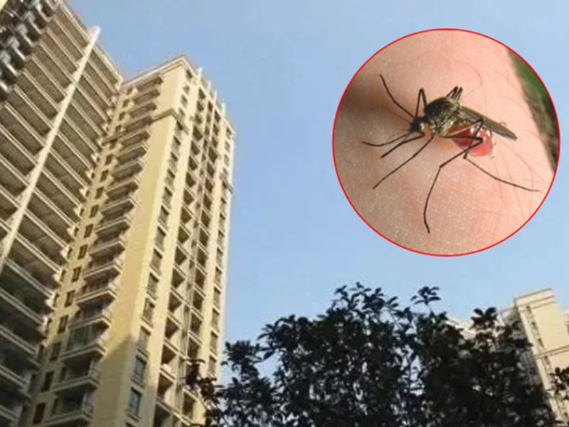 Lầm tưởng phổ biến: Nhà càng cao thì càng ít muỗi?