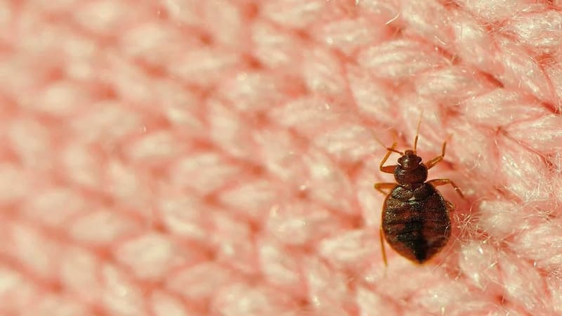 Mạt bụi nhà (House Dust Mites): Thủ phạm hàng đầu gây hen suyễn và viêm mũi dị ứng