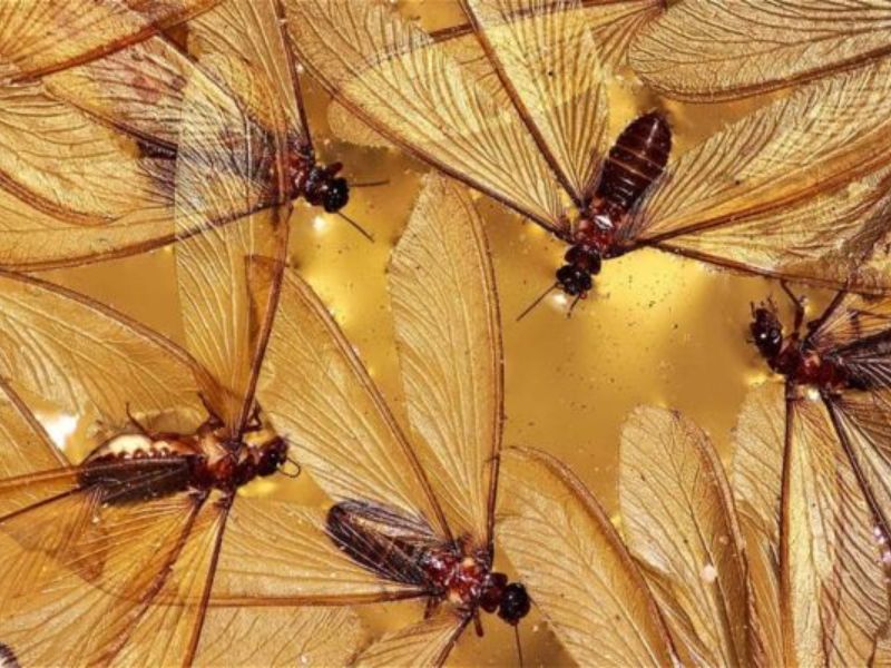 Tại sao diệt những con mối cánh đơn lẻ là chưa đủ? Hướng đến giải pháp 'tận gốc'