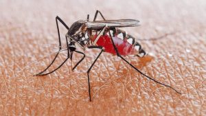 Muỗi nguy hiểm hơn gián một cách rõ rệt.