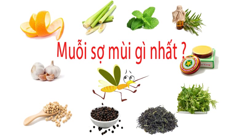 Những mùi muỗi sợ nhất