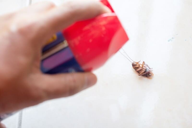 Cách ngăn chặn sự xâm nhập và sinh sôi của gián