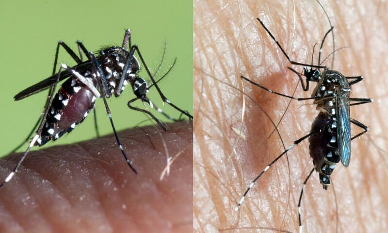 Các bệnh nguy hiểm khác cần cảnh giác: Zika, Viêm não Nhật Bản, Sốt rét