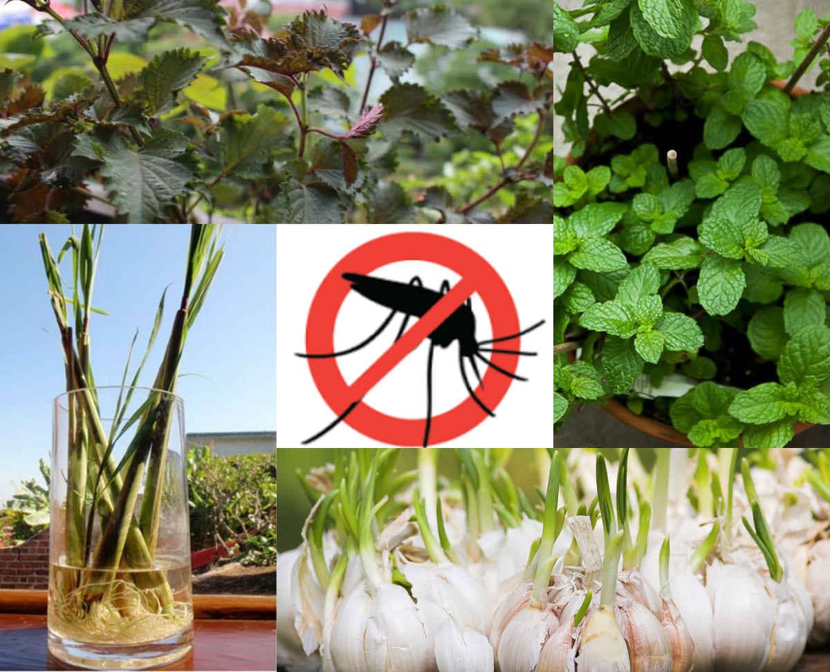 Áp dụng các phương pháp đuổi muỗi từ thiên nhiên