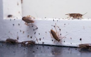 Các dấu hiệu chung cảnh báo côn trùng đang xâm nhập nhà bạn