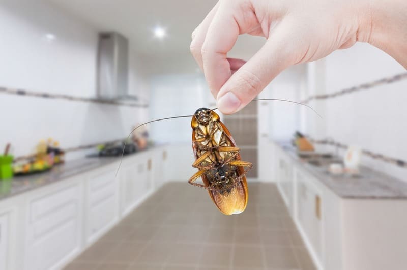 Cần làm gì khi phát hiện các dấu hiệu côn trùng trong nhà?