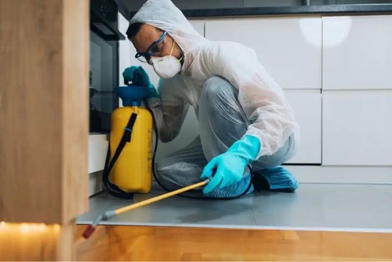 Khi nào nên cân nhắc dịch vụ diệt côn trùng chuyên nghiệp?