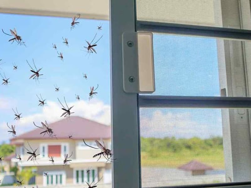 Vì sao muỗi có thể lọt qua những khe hở cực nhỏ?