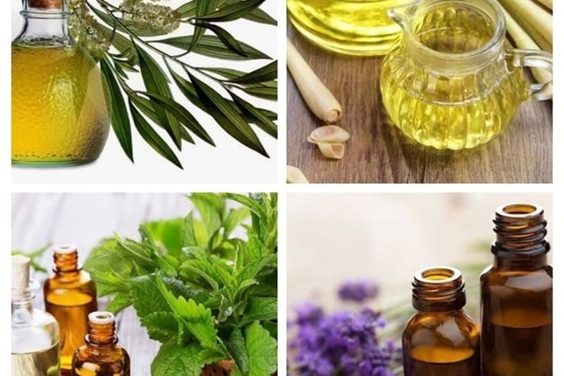 Áp dụng các giải pháp từ thiên nhiên để xua đuổi côn trùng